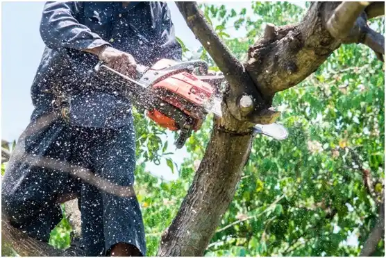 tree services Piney Mountain